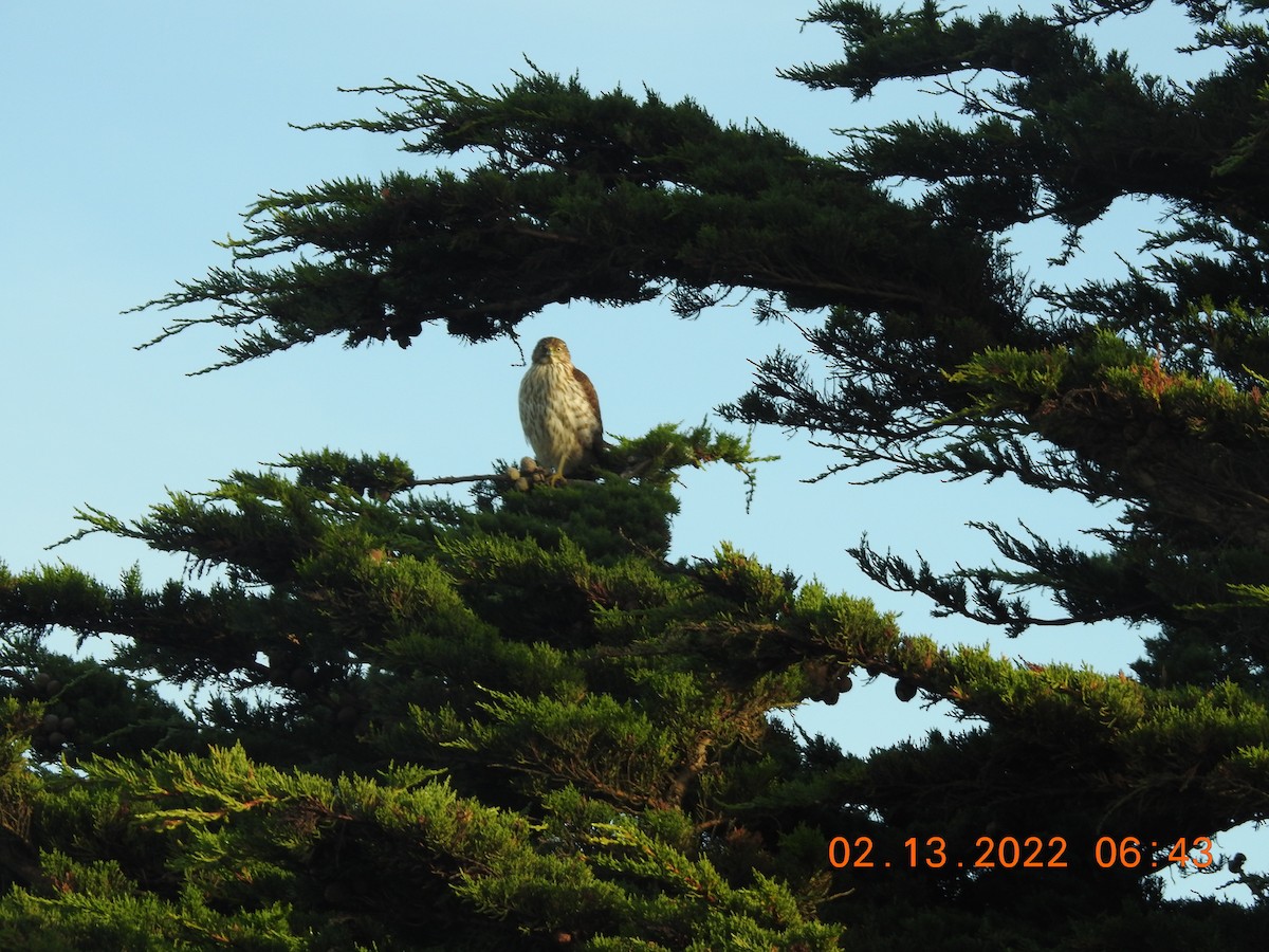 Cooper's Hawk - ML419174511