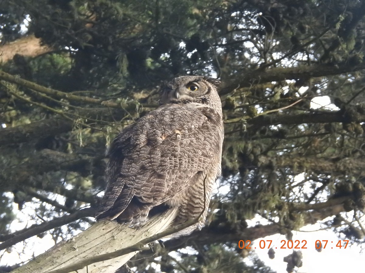 Great Horned Owl - ML419174921