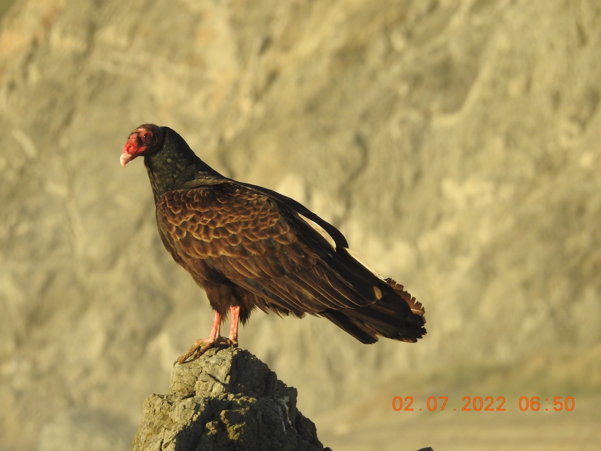 Turkey Vulture - ML419175071