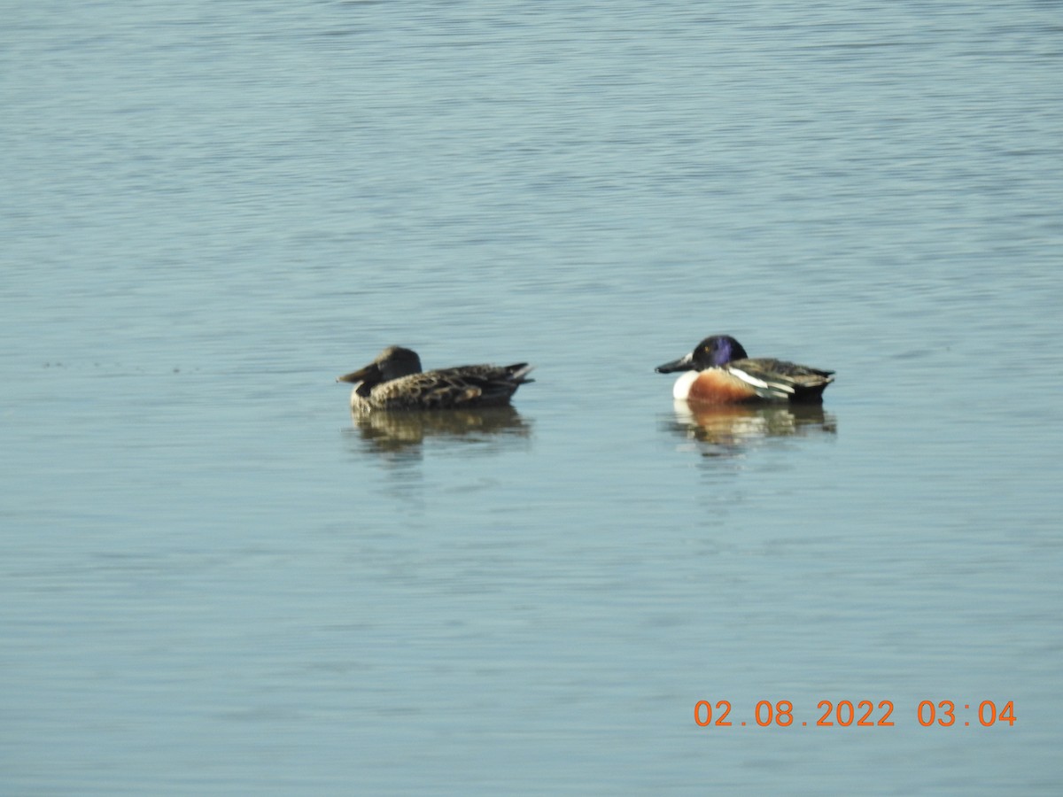Northern Shoveler - ML419175541
