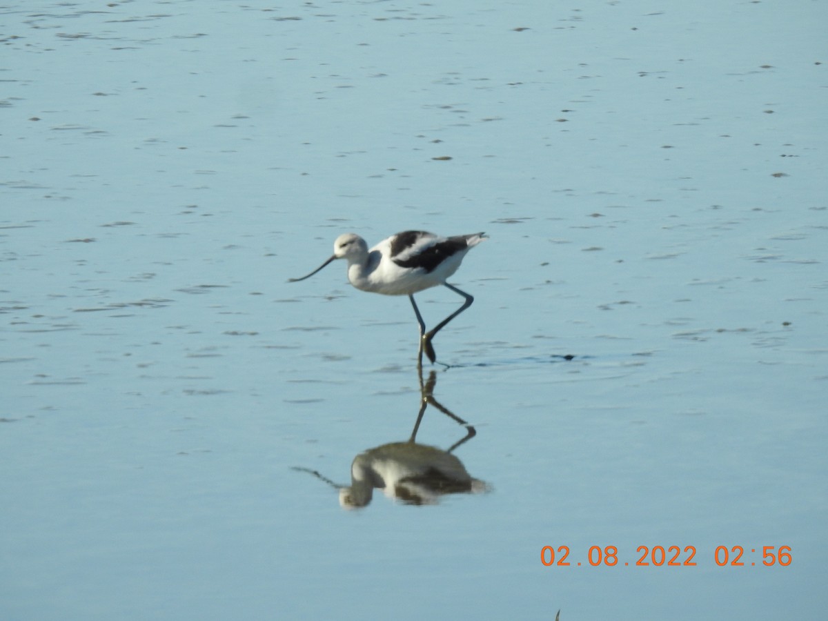 American Avocet - ML419175691