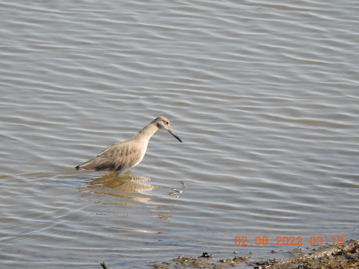 Willet - ML419175791