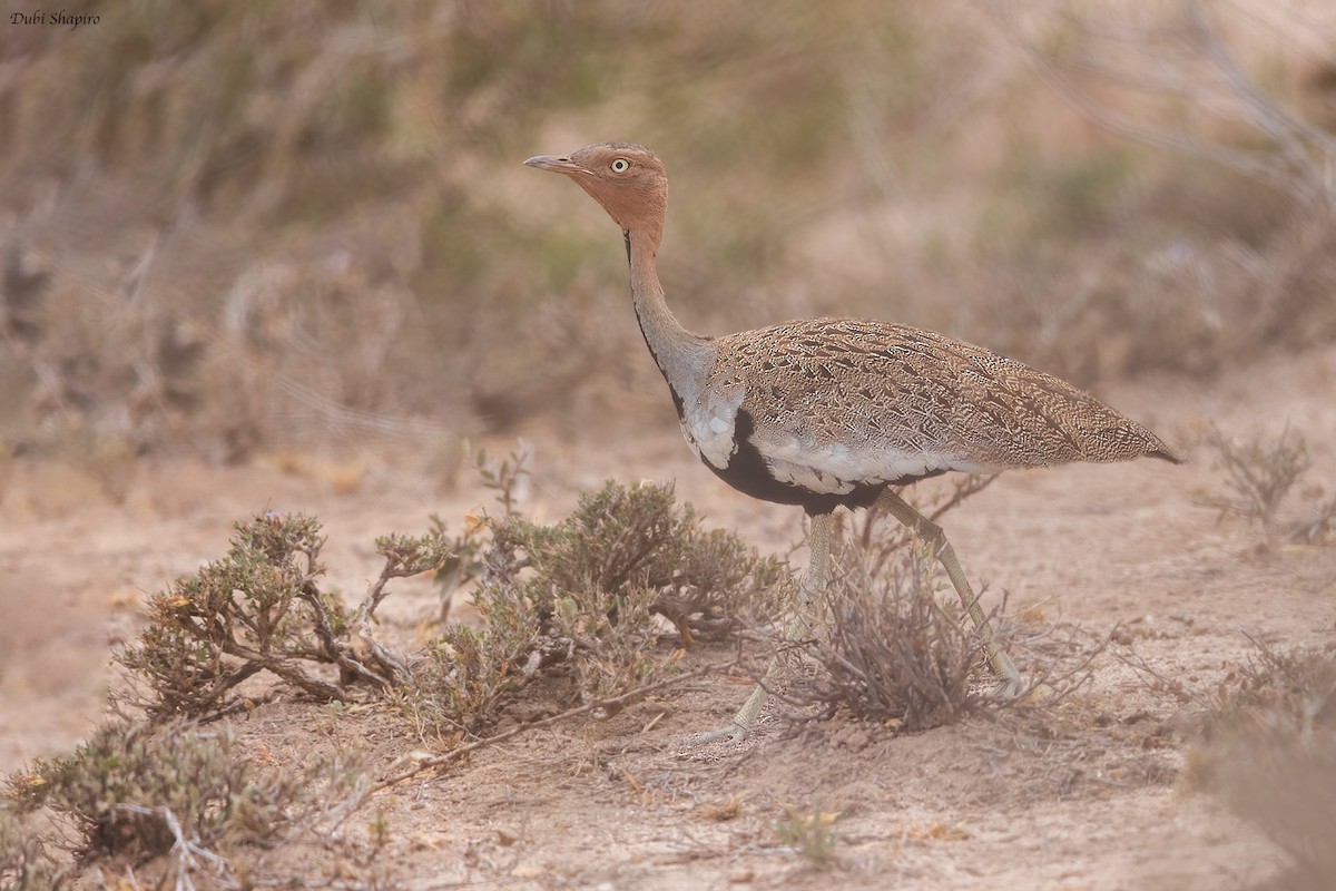 Buff-crested Bustard - ML419175821