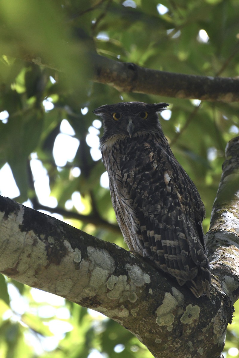 Brown Fish-Owl - ML419175891