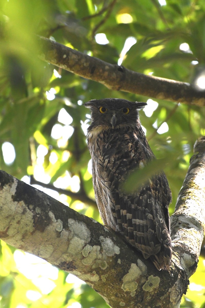 Brown Fish-Owl - ML419175911