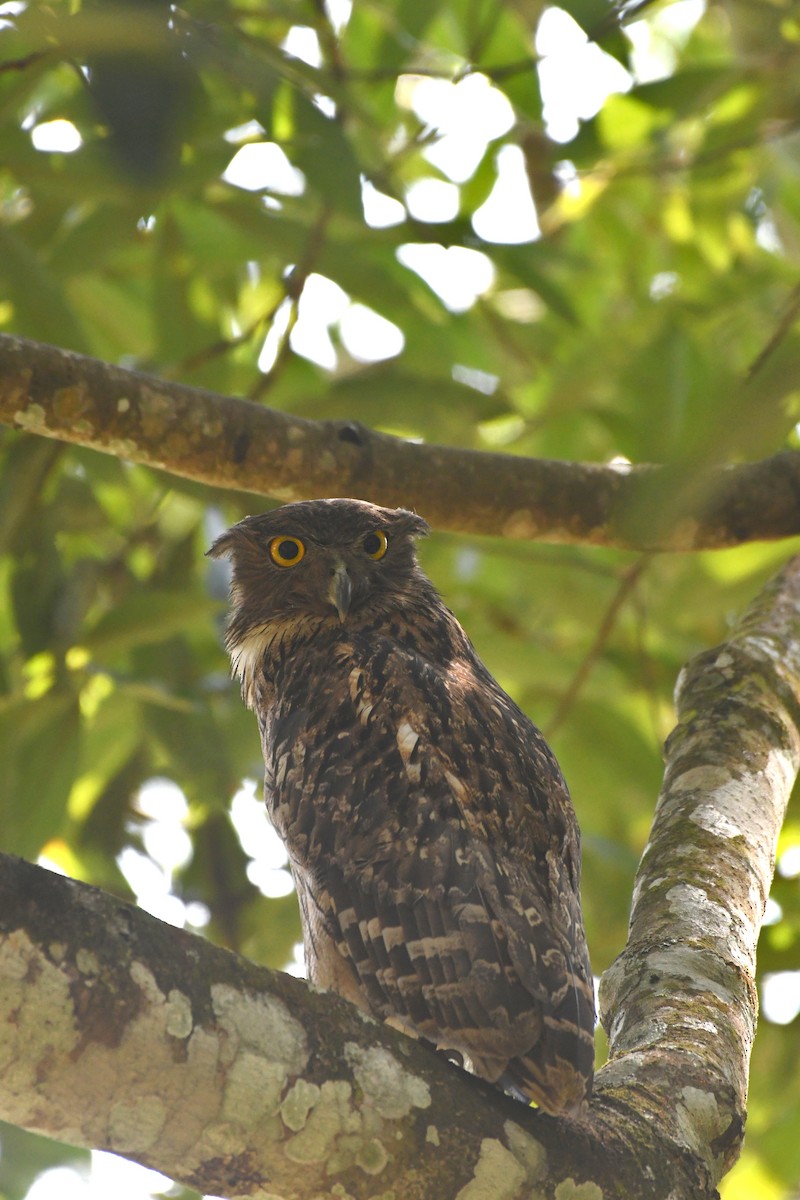 Brown Fish-Owl - vinodh Kambalathara