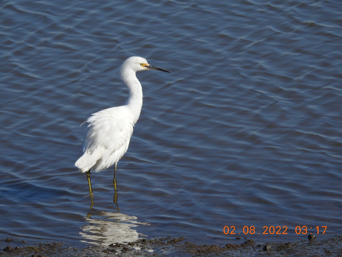 Snowy Egret - ML419175931