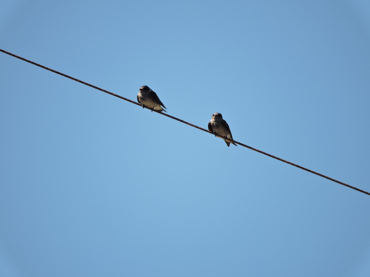 Purple Martin - ML41917731