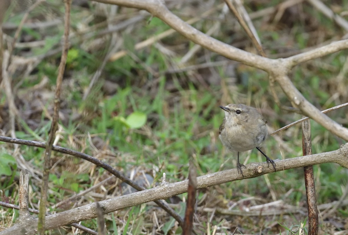 Common Chiffchaff - ML419178011