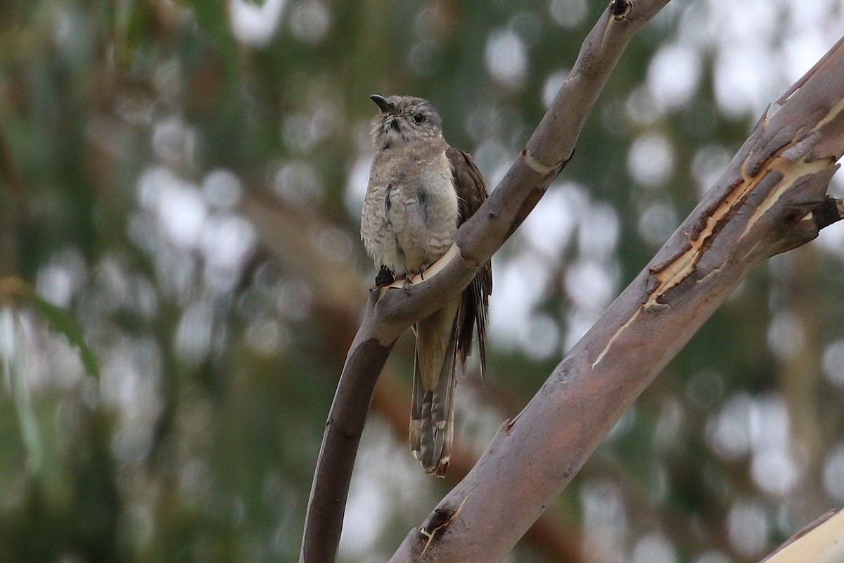 Brush Cuckoo - ML419178161