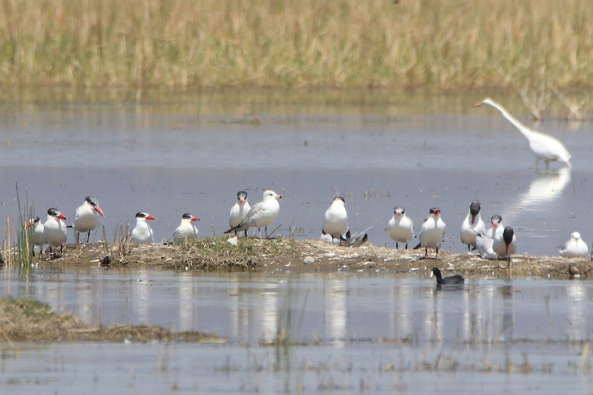 Caspian Tern - ML419178911