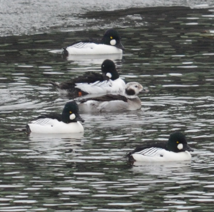 Long-tailed Duck - Bruce Fall