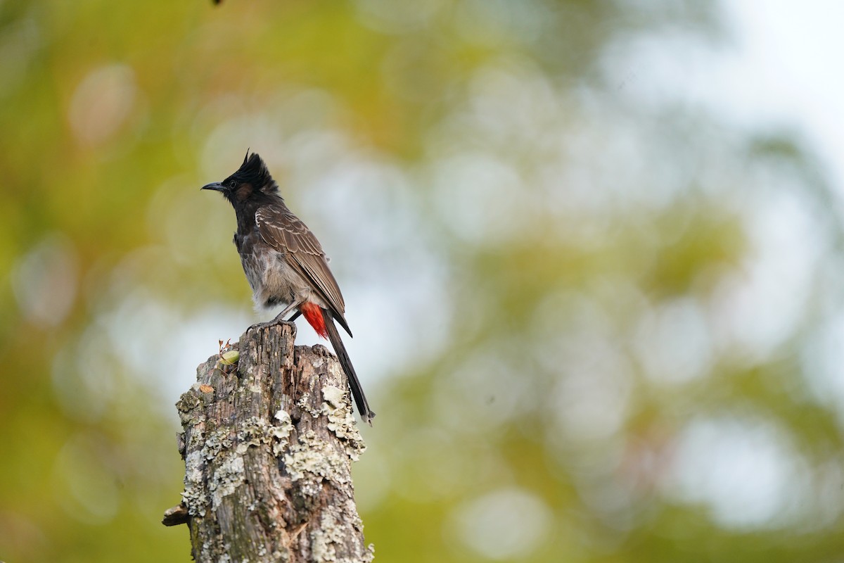 Red-vented Bulbul - ML419181021