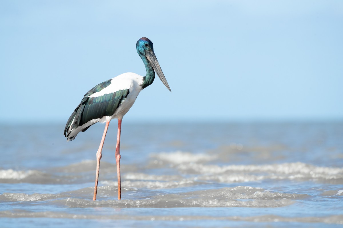 Black-necked Stork - ML419182231