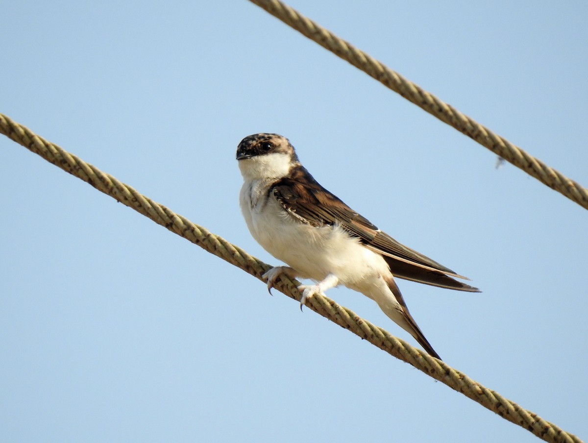 Western House-Martin - ML419183101