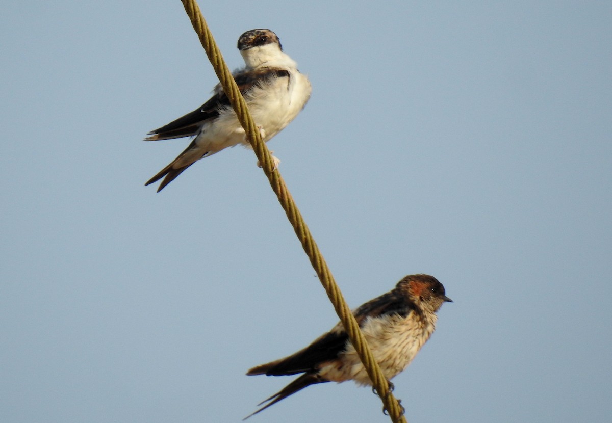 Red-rumped Swallow - ML419183371