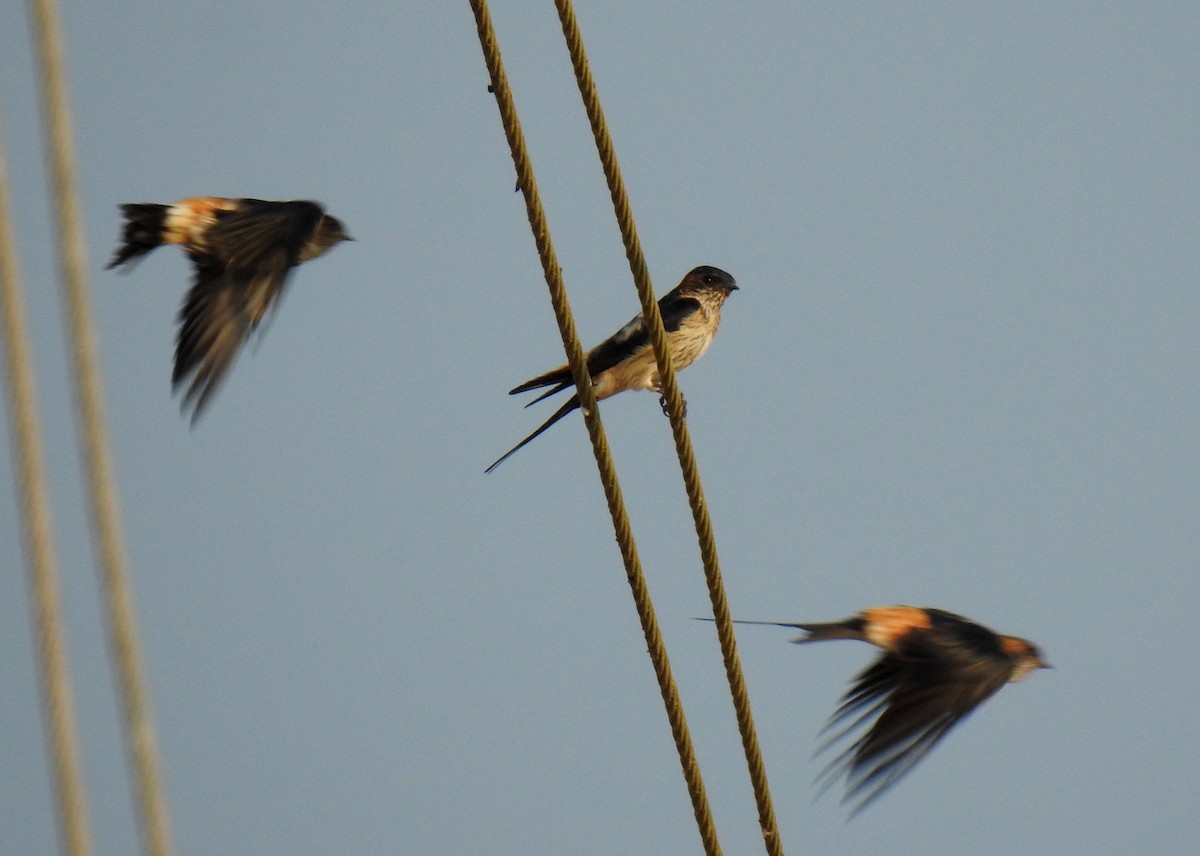 Red-rumped Swallow - ML419183391