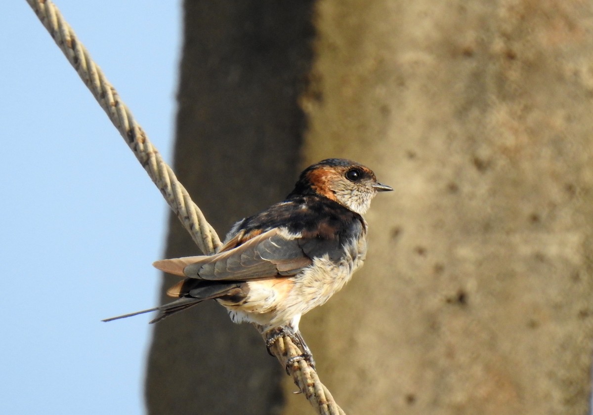 Red-rumped Swallow - ML419183511