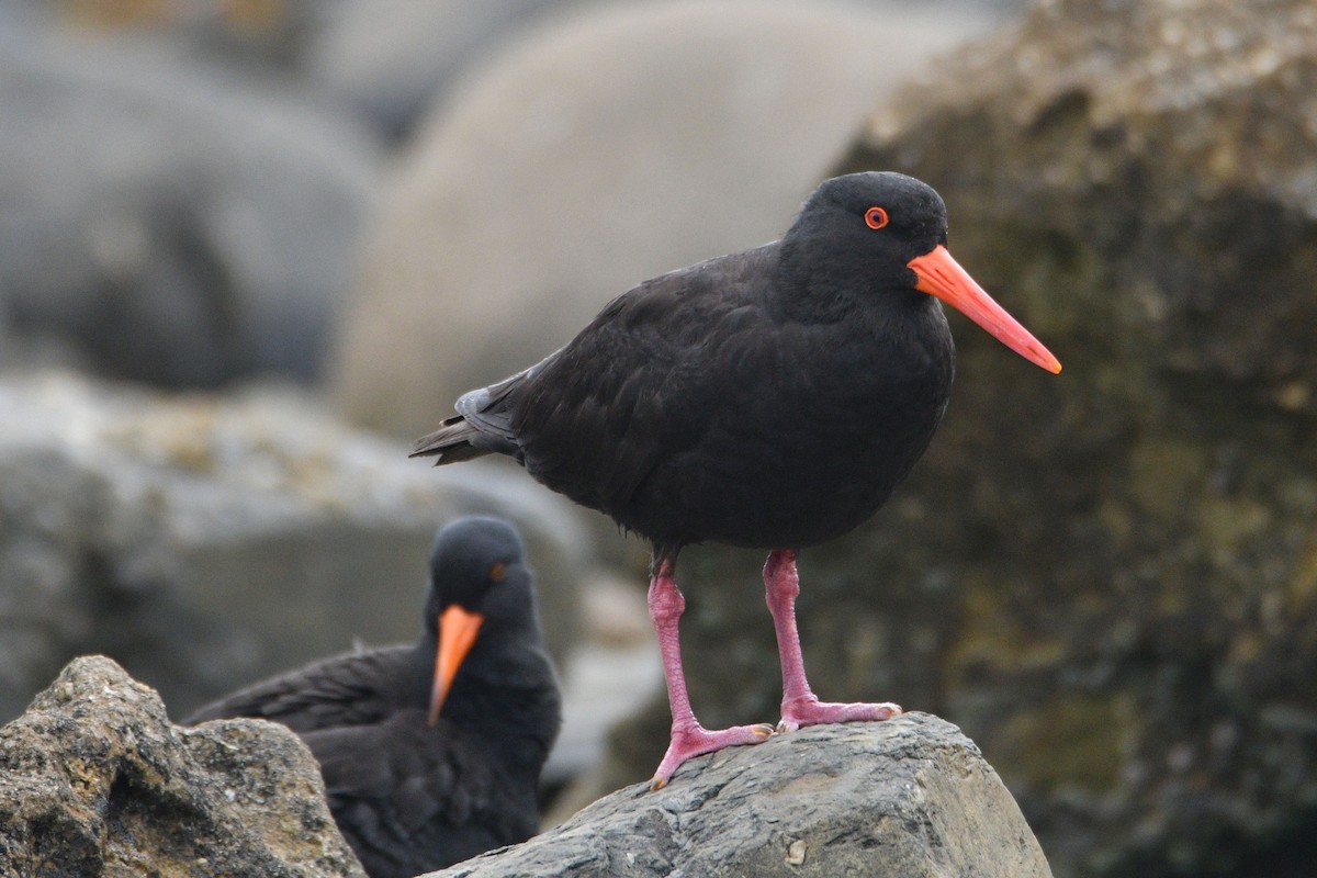 Sooty Oystercatcher - ML419184721