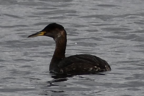 Red-necked Grebe - ML419184781