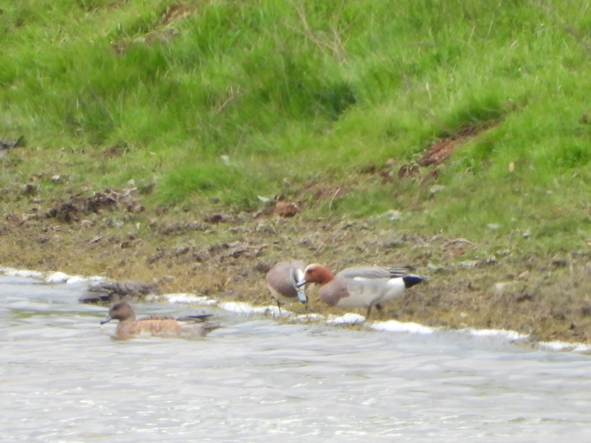 Eurasian Wigeon - ML419185921