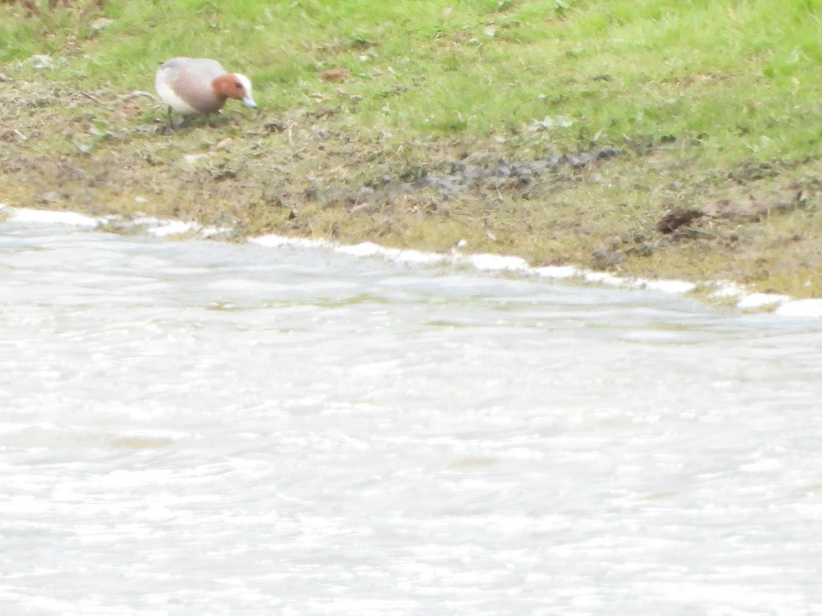 Eurasian Wigeon - ML419185991