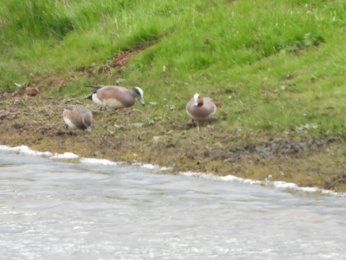 Eurasian Wigeon - ML419186031