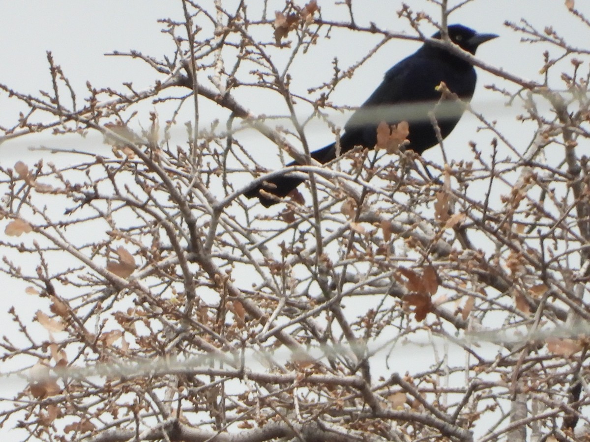 Great-tailed Grackle - ML419186091