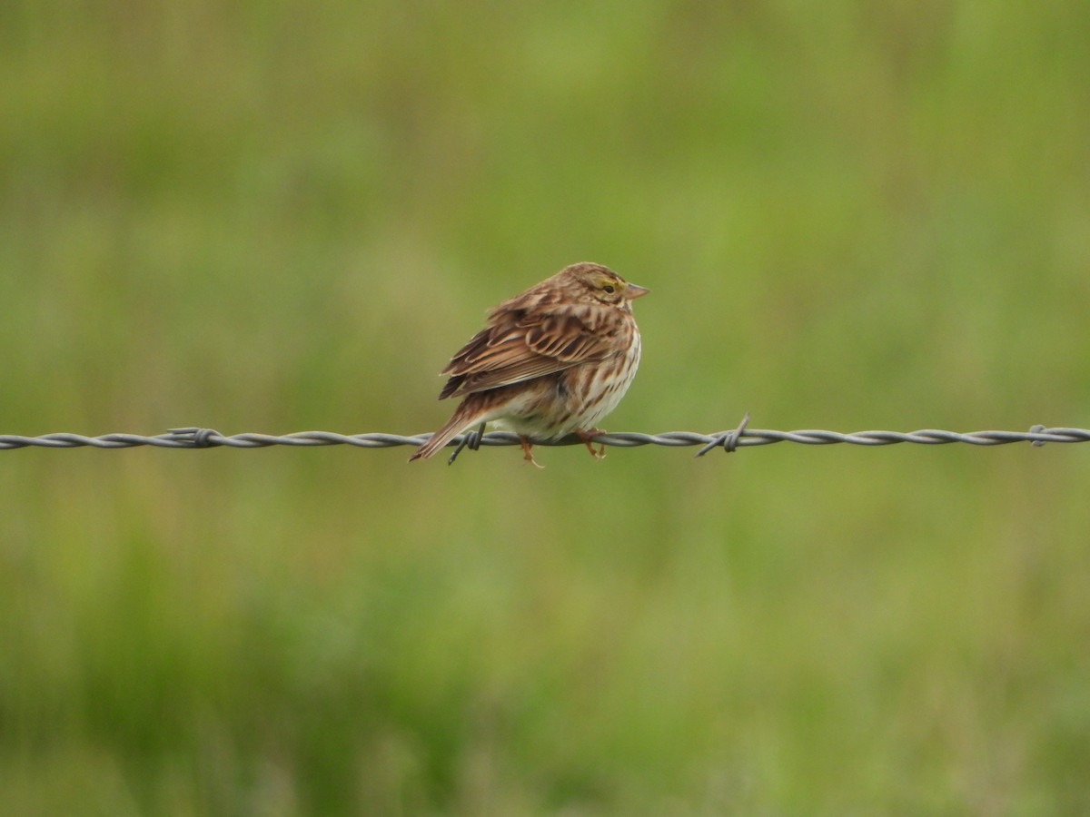 Savannah Sparrow - ML419186101