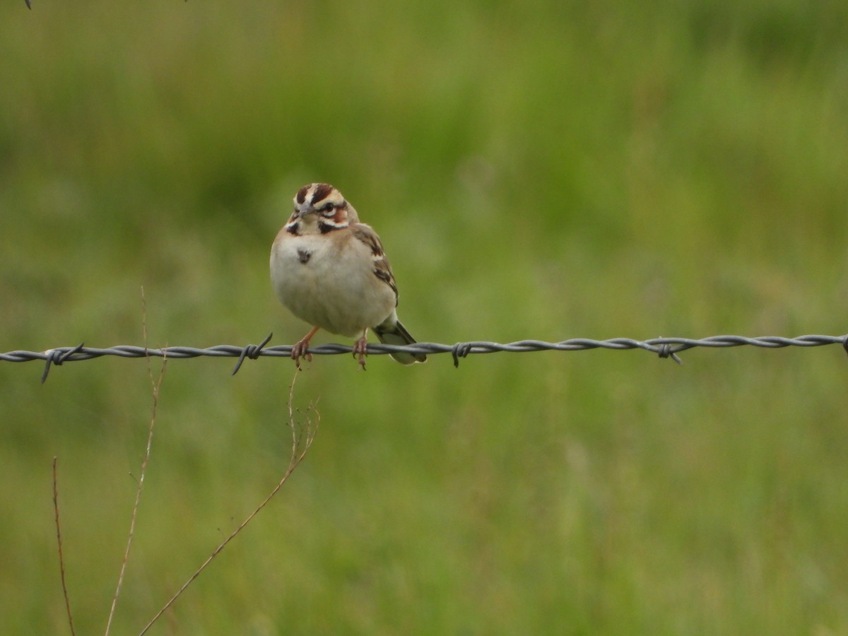 Lark Sparrow - ML419186111