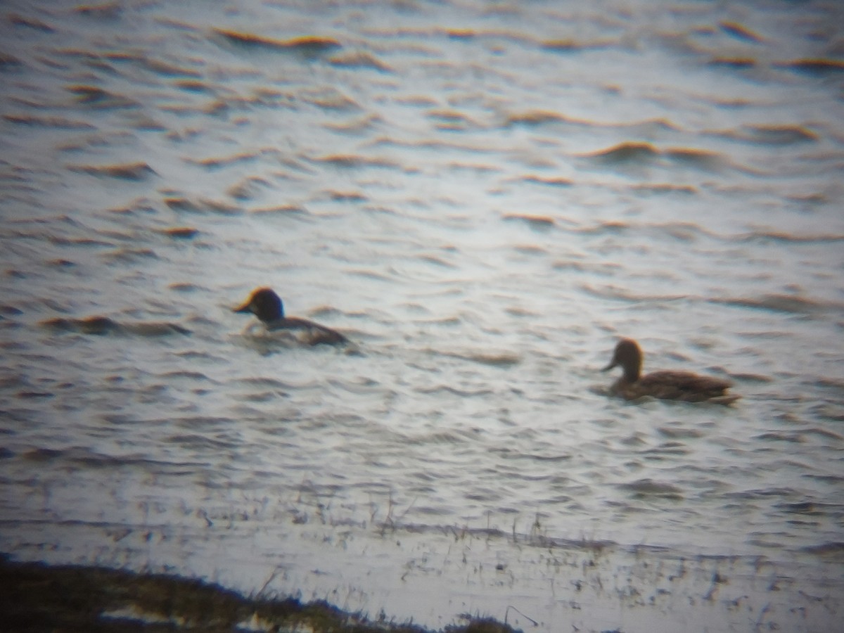 Common Goldeneye - ML419187451