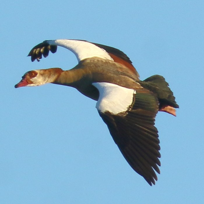 Egyptian Goose - ML419189011