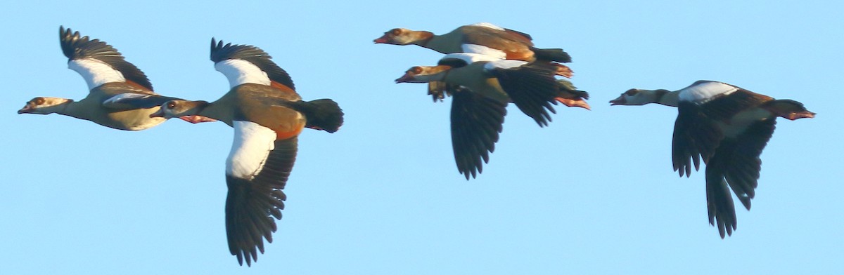 Egyptian Goose - ML419189071