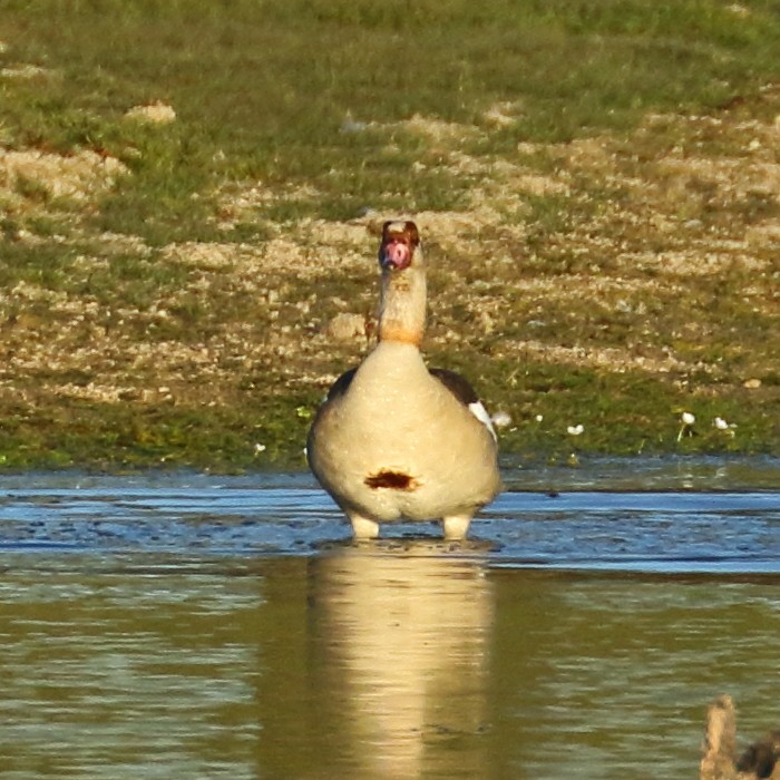Egyptian Goose - ML419189081