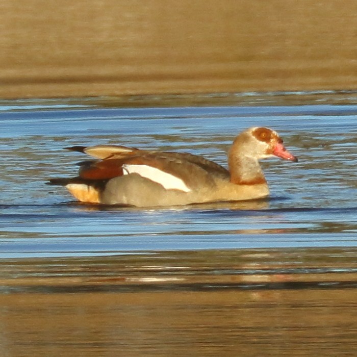 Egyptian Goose - ML419189101