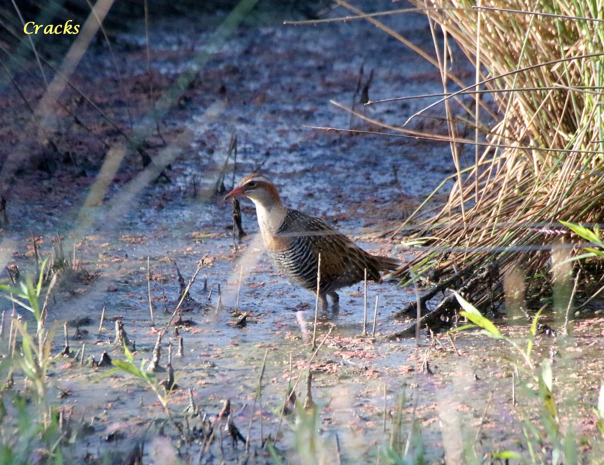 Buff-banded Rail - ML419189601