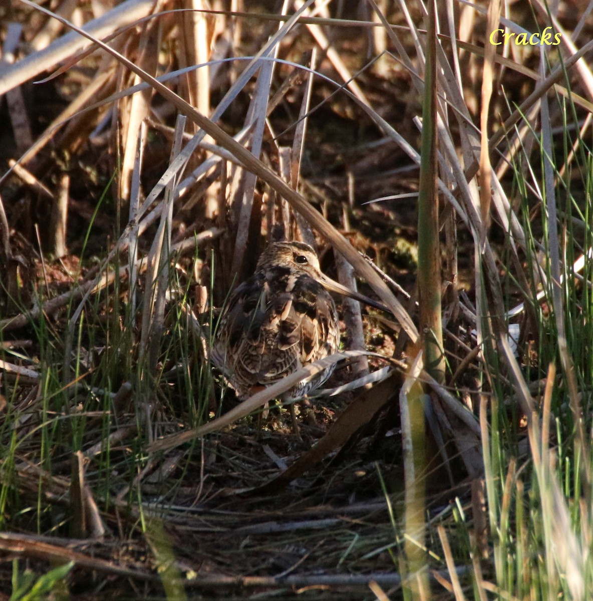 Latham's Snipe - ML419189631