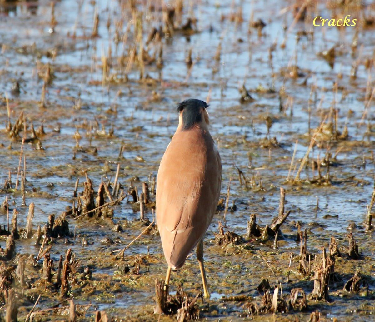 Nankeen Night Heron - ML419189671