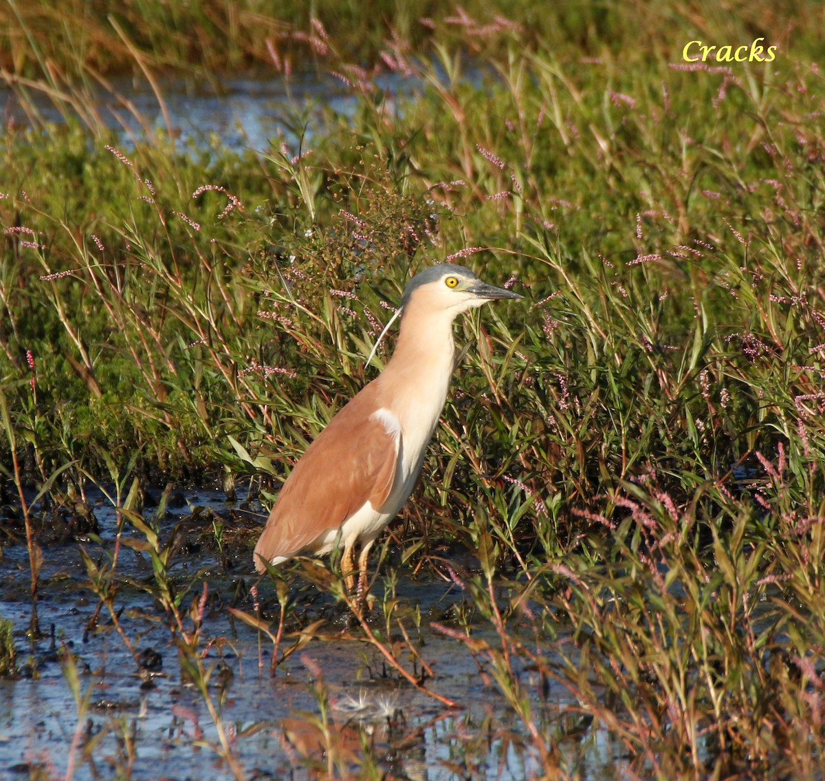 Nankeen Night Heron - ML419189701