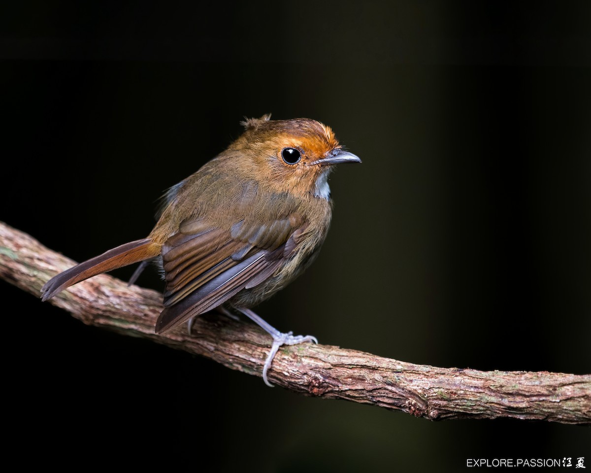 Rufous-browed Flycatcher - ML419192491