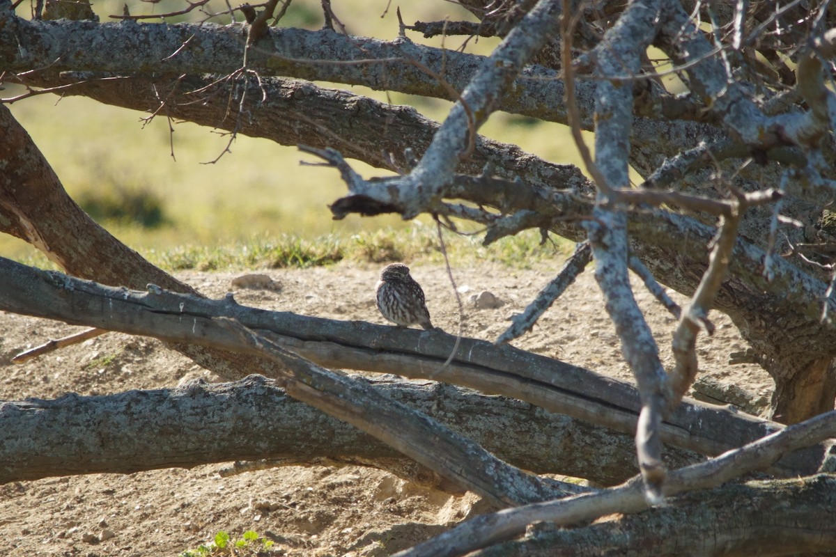 Little Owl - Jorge  Safara