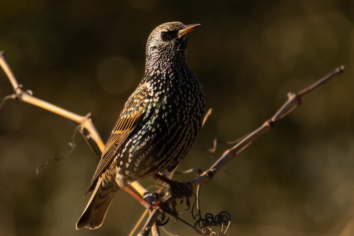 European Starling - ML419192831