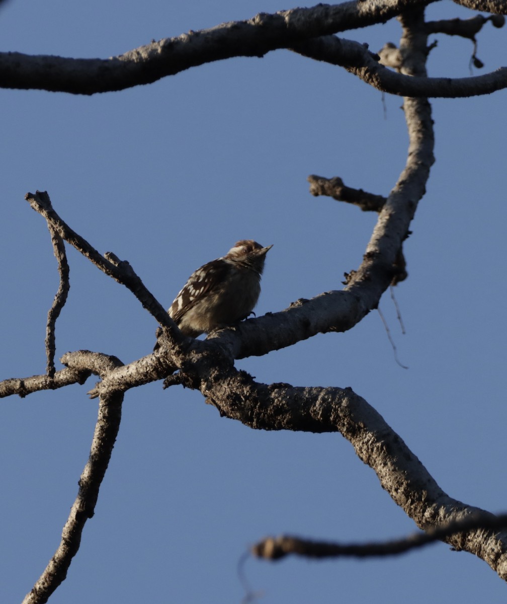 Brown-capped Pygmy Woodpecker - ML419193101