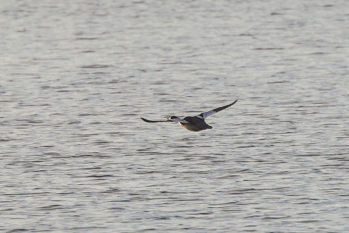 Red-breasted Merganser - Tommy Pedersen