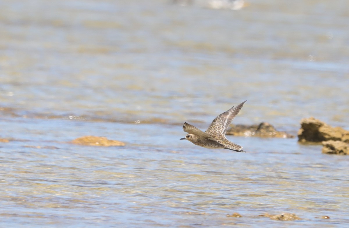 Pacific Golden-Plover - ML419193281