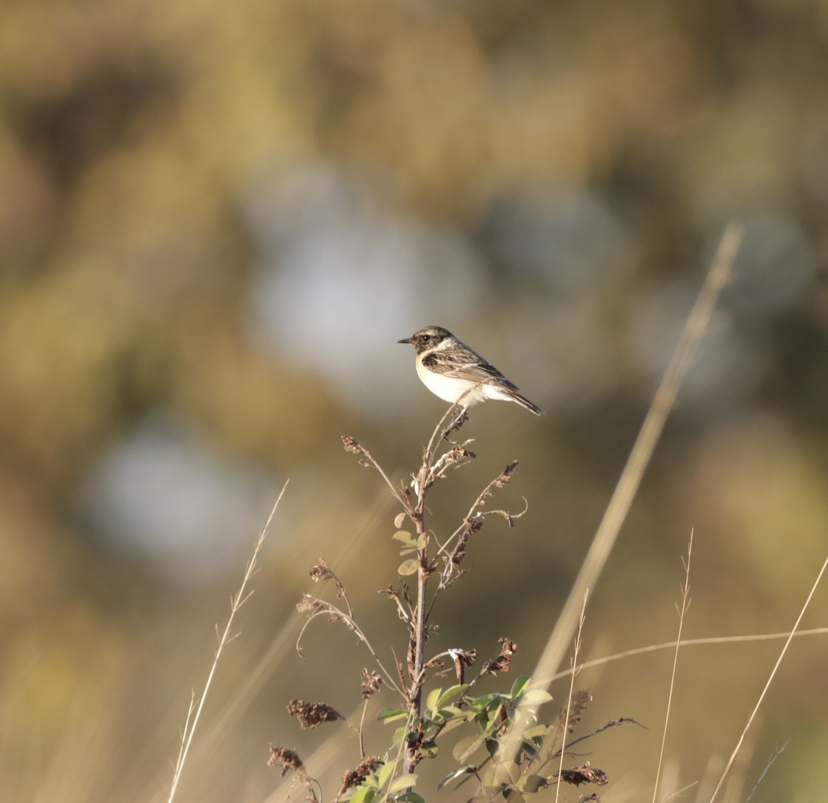 Siberian Stonechat - ML419193421