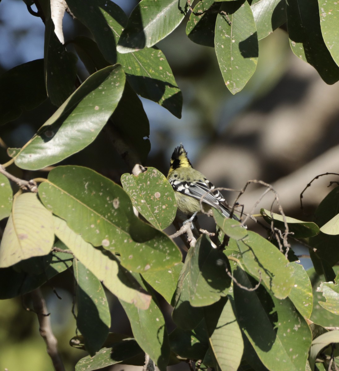 Indian Yellow Tit - ML419193691