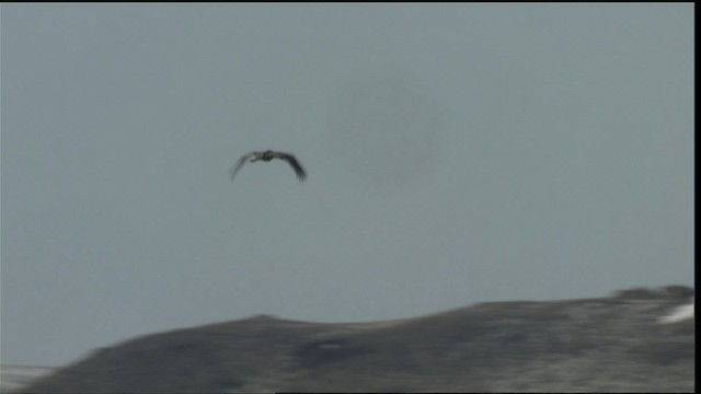 Sandhill Crane - ML419194