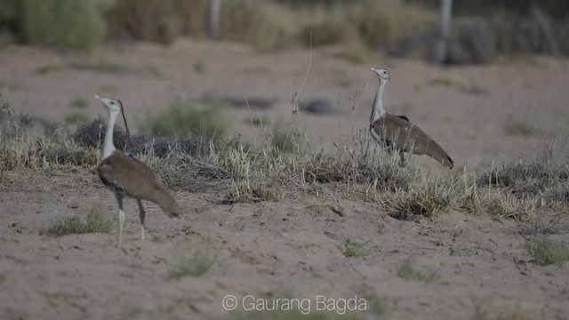 Great Indian Bustard - ML419195011