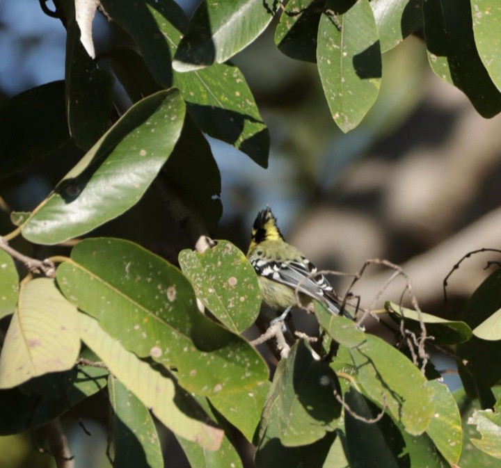 Indian Yellow Tit - ML419195181